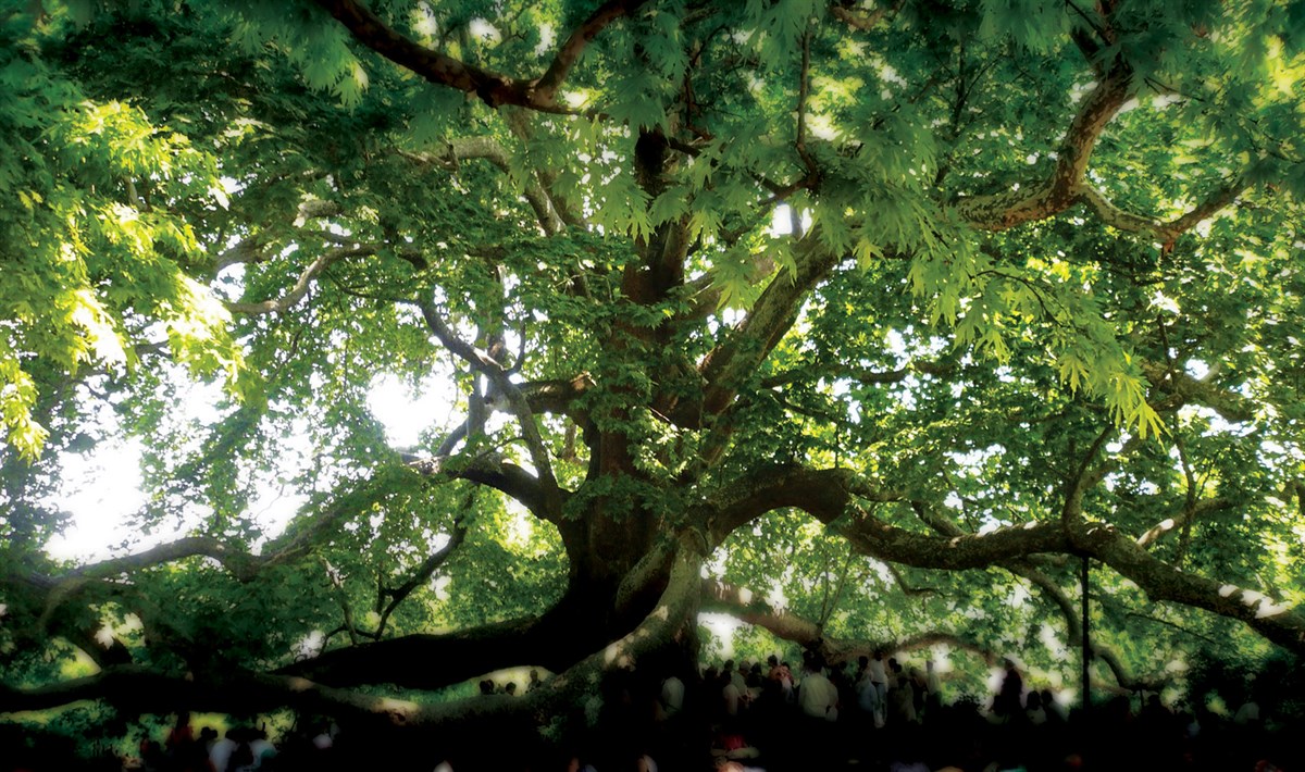 İnkaya Çınarı : Gökyüzünü Kucaklayan Tek Başına Bir Orman
