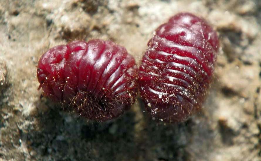 Bilinçsiz tüketim: Marketten aldığınız üründe böcek olabilir